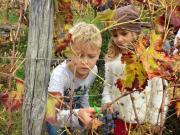 15_2017_vendemmia_scuola_svizzera_catania