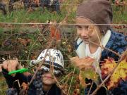 16_2017_vendemmia_scuola_svizzera_catania