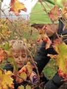17_2017_vendemmia_scuola_svizzera_catania