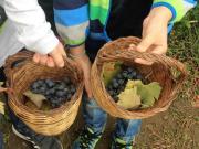 18_2017_vendemmia_scuola_svizzera_catania