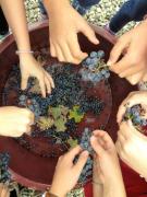 19_2017_vendemmia_scuola_svizzera_catania