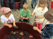 20_2017_vendemmia_scuola_svizzera_catania