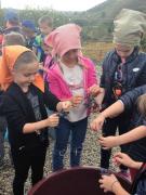 21_2017_vendemmia_scuola_svizzera_catania