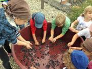 22_2017_vendemmia_scuola_svizzera_catania