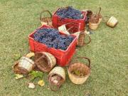 27_2017_vendemmia_scuola_svizzera_catania