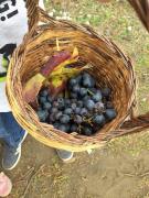 30_2017_vendemmia_scuola_svizzera_catania