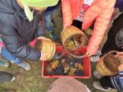 31_2017_vendemmia_scuola_svizzera_catania