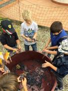 32_2017_vendemmia_scuola_svizzera_catania