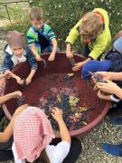 33_2017_vendemmia_scuola_svizzera_catania