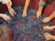 36_2017_vendemmia_scuola_svizzera_catania