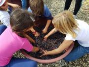 37_2017_vendemmia_scuola_svizzera_catania