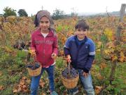 41_2017_vendemmia_scuola_svizzera_catania