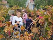 42_2017_vendemmia_scuola_svizzera_catania