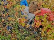 43_2017_vendemmia_scuola_svizzera_catania