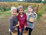 44_2017_vendemmia_scuola_svizzera_catania