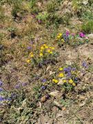 29_2019_vendicari_maggio_scuola_svizzera_catania