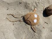 45_2019_vendicari_maggio_scuola_svizzera_catania